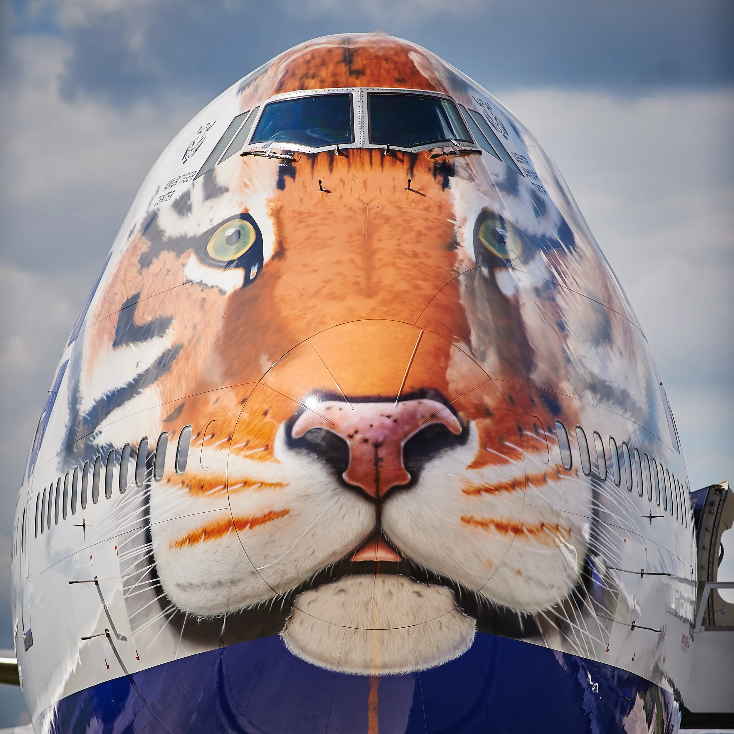 Feline Jumbo: Transaero goes wild with new Siberian Tiger livery